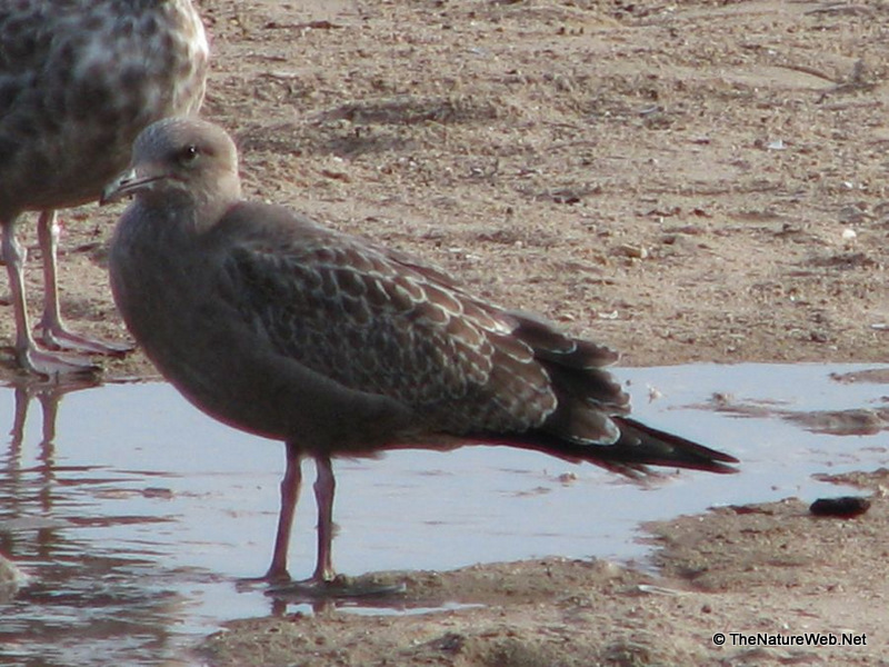 Glaucous-winged Gull